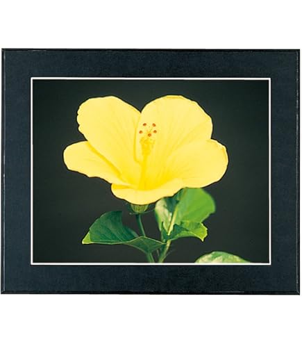 Amazon | FUJICOLOR 額縁 マットパネルDX A3ノビ 木製 ブラック 504747