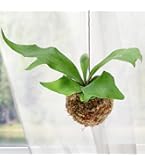 Amazon｜観葉植物 本物 エバーフレッシュ 曲がり 盆栽仕立て