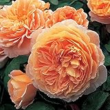 バラ苗 クラウンプリンセスマルガリータ 大苗ＥＲ6Ｌ専用角鉢入 オレンジ系　イングリッシュローズ