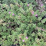 タイム（ほふく性）：クリーピングタイム赤花3号ポット6株セット[ハーブ苗]