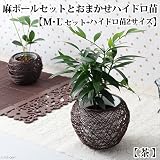 (観葉)おまかせハイドロ苗と麻ボールの鉢 茶 M・L 2サイズセット 本州・四国限定[生体]