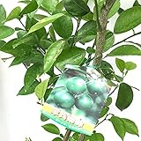 みかん 苗木 平兵衛酢 15cmポット苗 へべす ミカン 苗 蜜柑