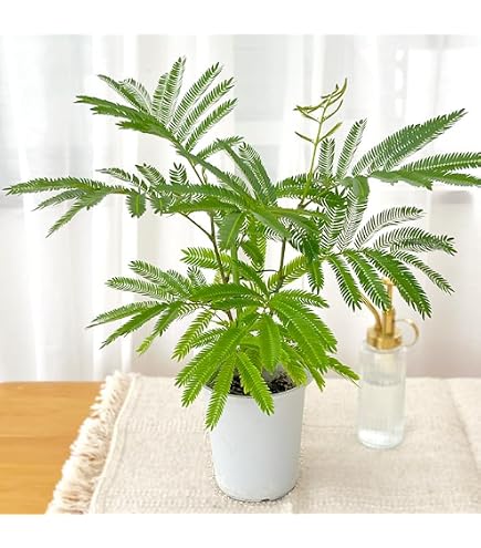 Amazon｜観葉植物 ネムノキ エバーフレッシュ 3.5号鉢 小型 小さい
