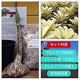 【超レアな斑入り種】斑入りプルメリアのベアルート発根苗 ‘Maya' 栽培セット【スリット鉢・プルメリア専用培養土・栽培説明書つき】