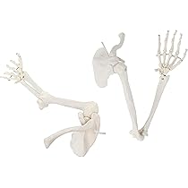 人体骨格模型 右腕 Amazon.co.jp: 解剖学的腕モデル、人間の腕の骨格モデル、等身大