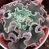 国華園 多肉植物 エケベリア 女王の花笠 1株【※発送が国華園からの場合のみ正規品です】