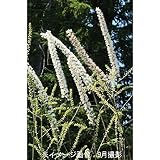 山野草:サラシナショウマ (晒菜升麻) 10.5cmポット仮植え苗【紫桜館山の花屋】