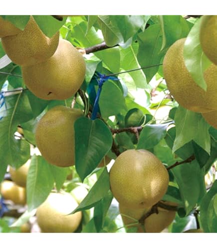 Amazon.co.jp: 梨 苗木 甘太 (PVP) 15cmポット苗 かんた なし 苗 ナシ