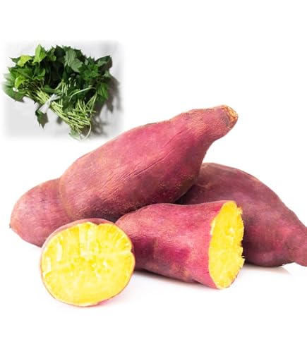 Amazon.co.jp: 紅はるか苗30本セット 4月1日より発送中 : DIY・工具