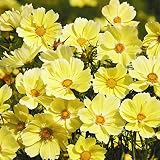 【メール便配送】　国華園　花たね コスモス クサントス 1袋(42粒)【※発送が国華園からの場合のみ正規品です】