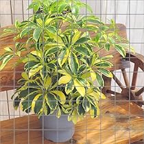 Amazon.co.jp: 土っ子倶楽部 斑入り ホンコン カポック