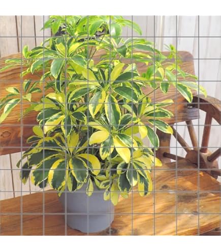 Amazon｜シェフレラ ホンコンカポック 7号鉢サイズ 黒色 セラアート鉢