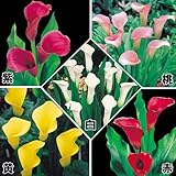 国華園　春植え球根　カラー　畑地性人気色カラーセット　5色15球【※発送が国華園からの場合のみ正規品です】