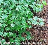 樹木:山モミジ 10.5cmポット苗