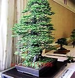 100pcs/bag Coast Redwood Seeds Sequoia sempervirens Bonsai tree ,tree seeds,Decoration plants for ho