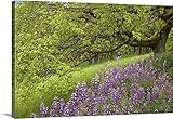 Don Paulsonプレミアムシックラップキャンバス壁アート印刷題名カリフォルニア州レッドウッド国立公園、Lupine花とOak Trees in Springtime 48" x 32" 2370
