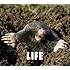 LIFE(初回限定盤)
