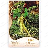 オリジナルパック6種/パック、ハーブの高麗人参、高麗人参の種子は、独自のハーブ高麗人参の根の種子を成長させます