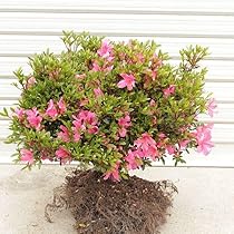 さつき　大盃 楽天市場】【サツキツツジ 大盃（オオサカズキ）】樹高35cm前後 根