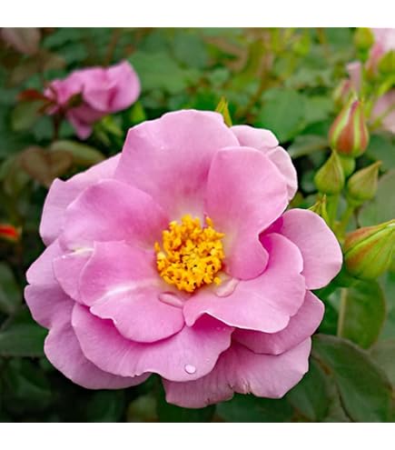 Amazon.co.jp: バラ苗 珍しい切花品種 接木苗 : DIY・工具・ガーデン