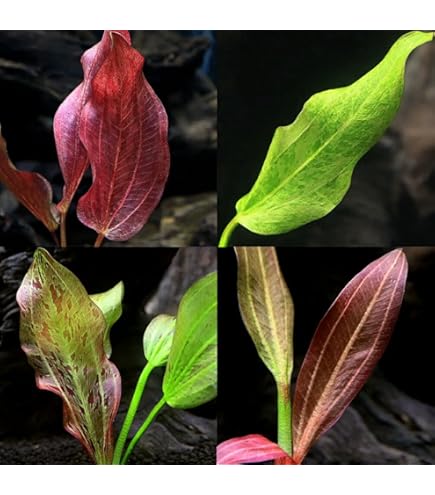 Amazon.co.jp: （水草）エキノドルス ホレマニーグリーン レッド