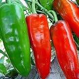 100 Giant pepper Chill seeds --Marconi Peppers - Home Garden Vegetable Plant good taste