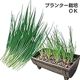 国華園　ワケギ種球 二十日ワケギ 500g【※発送が国華園からの場合のみ正規品です】