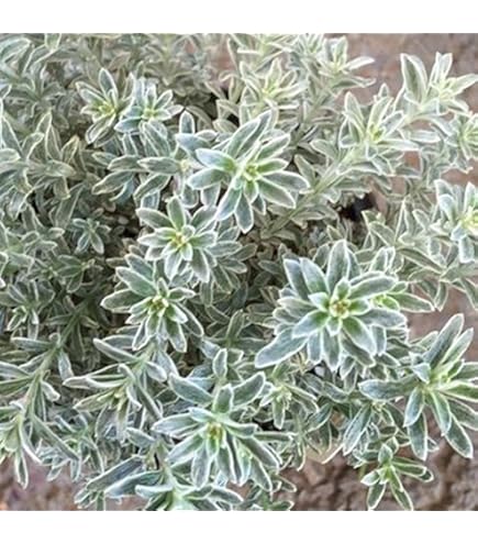 ウエストリンギア　/ 627 ウエストリンギア スモーキーホワイト 選べるボタニープランター植え