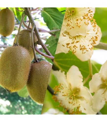 Amazon.co.jp: 果樹苗 資材 キウイの花粉+増量剤 1組 / 国華園 25年春