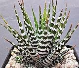 Haworthia attenuata - Zebra Cactus - 3 seeds
