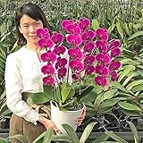 ふじみ野ラン園 幸せが飛んでくるミディ胡蝶蘭 選べるボリューム【北海道配送不可】 生花 プレゼント ギフト 開店祝い お誕生日 各種お祝いお供えに (恋姫3本立ち)