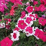 200個ペチュニアの種スカートエッジペチュニアスカートエッジガーデンホーム盆栽バルコニーの花ペチュニアの花の種