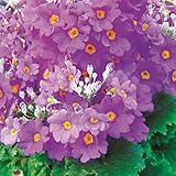 【メール便配送】国華園　花たね プリムラ 富士おとめ 1袋（20粒）【※発送が国華園からの場合のみ正規品です】