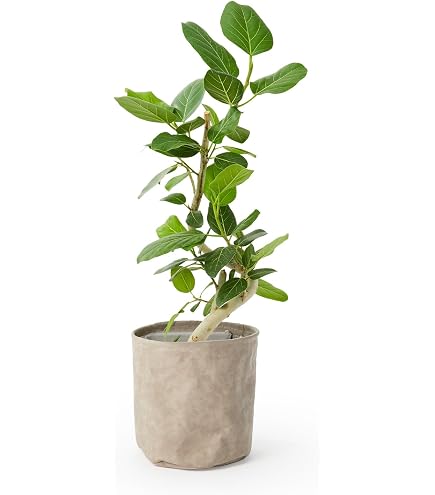 Amazon｜SUZUHA 観葉植物 本物 曲がり仕立て フィカス ウンベラータ