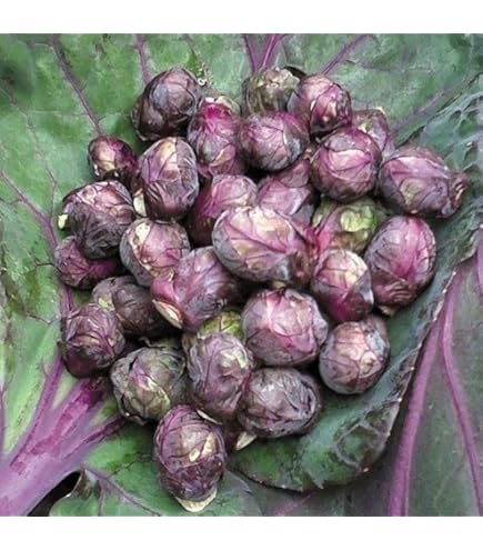 Amazon.co.jp: 植物種子 ポリフェノールを含む赤紫とんがりキャベツ 種