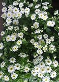 【特選花苗セット販売】マトリカリア　夏白菊（ナツシロギク）４０ポットセット（３号）【まとめ売り】