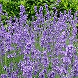 耐暑性ラベンダー：長崎ラベンダー：リトルマミー3号ポット 2株セット ノーブランド品