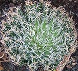 Haworthia arachnoidea - succulent - 10 seeds