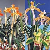 国華園　ラン　シュンラン　日本春蘭福袋　3株【※発送が国華園からの場合のみ正規品です】