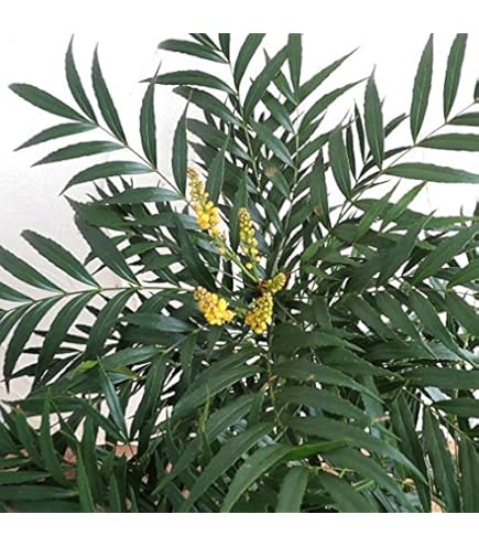 むぎ】高さ120㎝前後 レッドジェム2本 マホニア 0.3 5本 マホニアコン