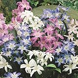 国華園　秋植え球根 チオノドクサ ルシリアエ3色ミックス(花色見計らい) 30球【※発送が国華園からの場合のみ正規品です】