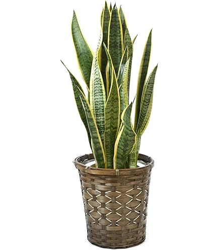 Amazon｜【ねじり幹の存在感◎】 パキラ 大株 観葉植物＊育て