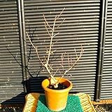 マンゲツロウバイ（満月蝋梅）　ポット苗　樹高0.5m前後（樹高/根鉢含む）　冬に花咲く木