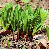 国華園　山菜苗　行者ニンニク　12株【※発送が国華園からの場合のみ正規品です】