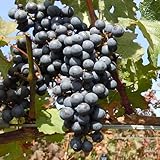 ぶどう 苗木 カベルネソーヴィニヨン 12cmポット苗 ブドウ苗 葡萄