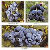 ブルーベリー：サザンハイブッシュ系人気種5号3種セット（オニール・ケープフェアー・ミスティー） ノーブランド品