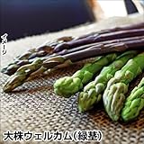 国華園　山菜苗　アスパラガス　大株ウェルカム　5株【※発送が国華園からの場合のみ正規品です】