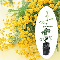 Amazon.co.jp: 【 ミモザアカシア 苗 苗木 】 9cmポット苗 樹高約30cm