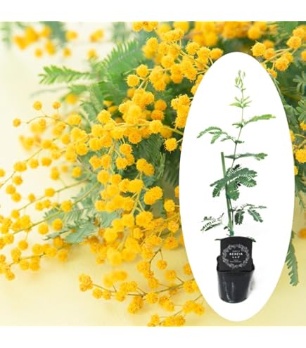 Amazon.co.jp: 希少 カカオ苗木 チョコレートの木 : DIY・工具・ガーデン