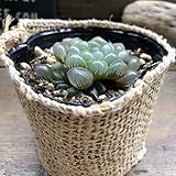 オブツーサ ハオルチア 美しい 多肉植物